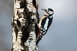 Image. Great Spotted Woodpecker