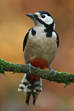 Image. Great Spotted Woodpecker