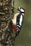 Image. Great Spotted Woodpecker