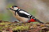 Image. Great Spotted Woodpecker