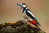 Image. Great Spotted Woodpecker