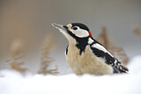 Image. Great Spotted Woodpecker