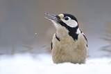 Image. Great Spotted Woodpecker