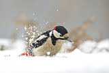 Image. Great Spotted Woodpecker