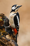 Image. Great Spotted Woodpecker