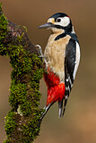 Image. Great Spotted Woodpecker