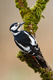 Image. Great Spotted Woodpecker
