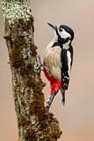 Image. Great Spotted Woodpecker
