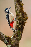 Image. Great Spotted Woodpecker