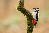 Image. Great Spotted Woodpecker