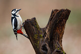 Image. Great Spotted Woodpecker
