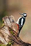 Image. Great Spotted Woodpecker