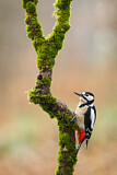 Image. Great Spotted Woodpecker
