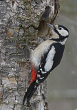 Image. Great Spotted Woodpecker