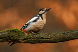 Image. Great Spotted Woodpecker