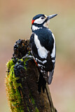 Image. Great Spotted Woodpecker