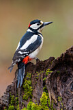 Image. Great Spotted Woodpecker