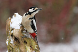 Image. Great Spotted Woodpecker