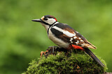 Image. Great Spotted Woodpecker