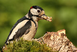 Image. Great Spotted Woodpecker