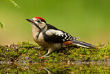 Image. Great Spotted Woodpecker