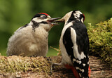 Image. Great Spotted Woodpecker