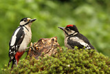 Image. Great Spotted Woodpecker