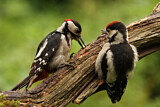 Image. Great Spotted Woodpecker