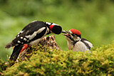 Image. Great Spotted Woodpecker