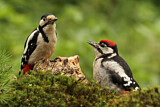 Image. Great Spotted Woodpecker