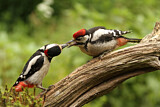 Image. Great Spotted Woodpecker