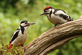 Image. Great Spotted Woodpecker