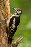 Image. Great Spotted Woodpecker