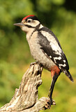 Image. Great Spotted Woodpecker