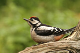 Image. Great Spotted Woodpecker