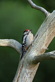 Image. Great Spotted Woodpecker