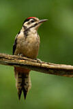 Image. Great Spotted Woodpecker