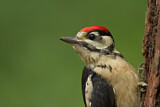 Image. Great Spotted Woodpecker