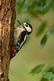 Image. Great Spotted Woodpecker