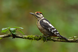 Image. Great Spotted Woodpecker