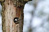 Image. Great Spotted Woodpecker