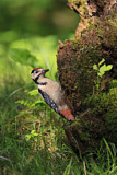 Image. Great Spotted Woodpecker