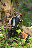 Image. Great Spotted Woodpecker