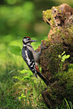 Image. Great Spotted Woodpecker