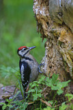 Image. Great Spotted Woodpecker