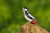 Image. Great Spotted Woodpecker