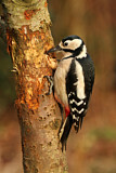 Image. Great Spotted Woodpecker