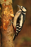 Image. Great Spotted Woodpecker