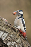 Image. Great Spotted Woodpecker