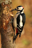 Image. Great Spotted Woodpecker
